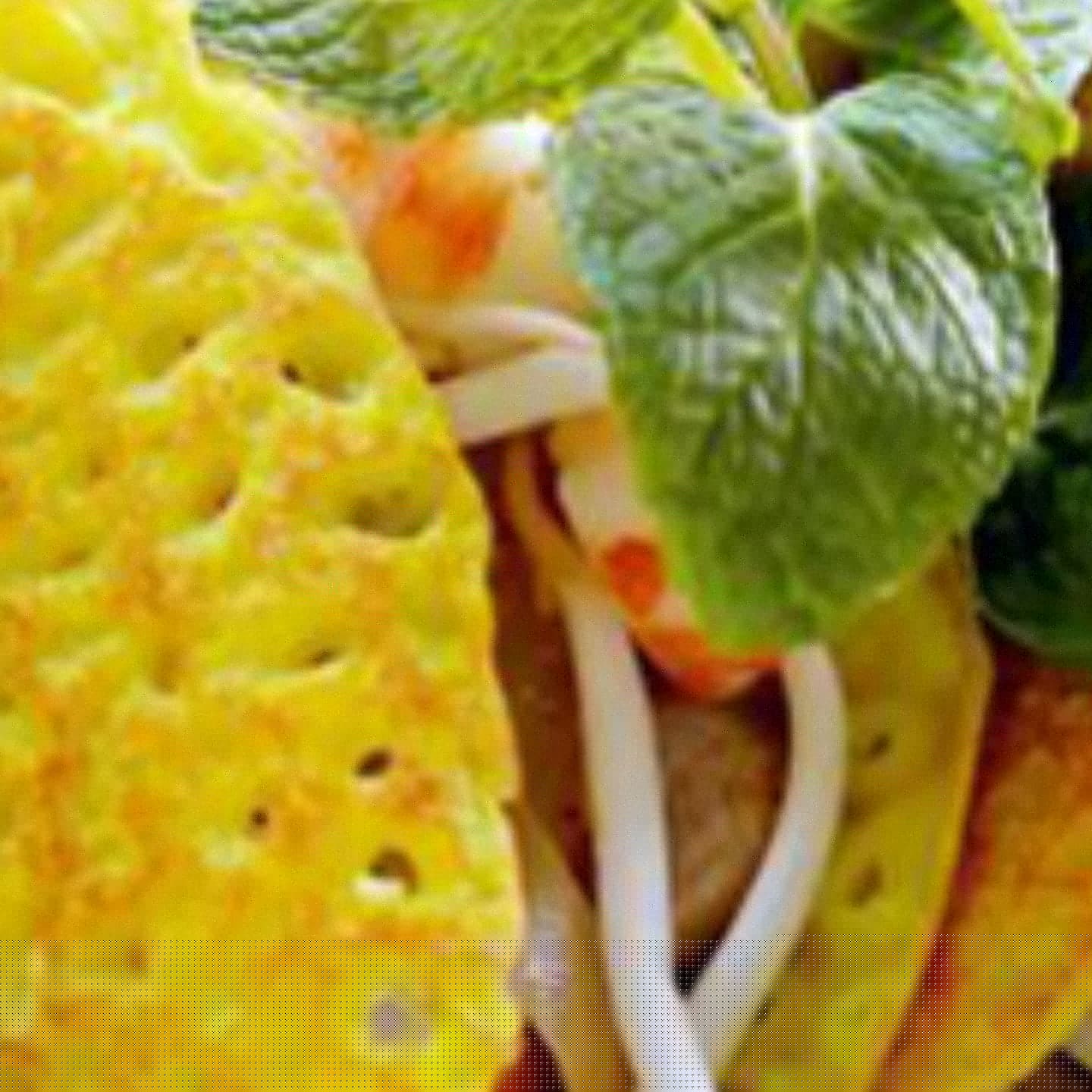 traiteur_perles_asie (9) Restaurant vietnamien Bergerac